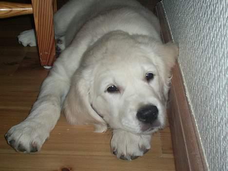 Golden retriever Mondo ( R.I.P. ) - Pu ha. Kan bare ikke klare og køre bil. Så tager lige en slapper billede 5