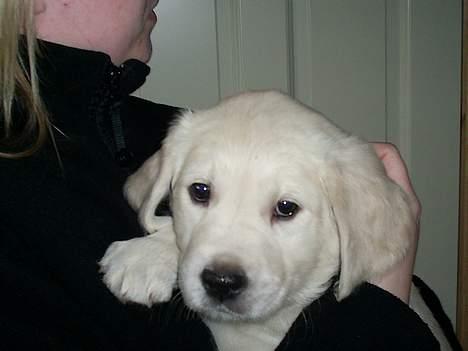 Golden retriever Mondo ( R.I.P. ) - Mondo ca 8 uger gammel billede 6