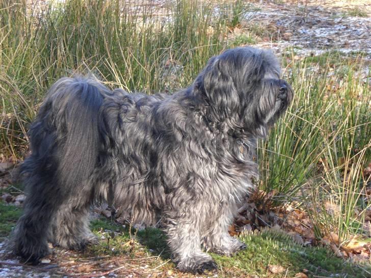 Tibetansk terrier Perle - King of Rold Skov den 18 Marts 2008 billede 10