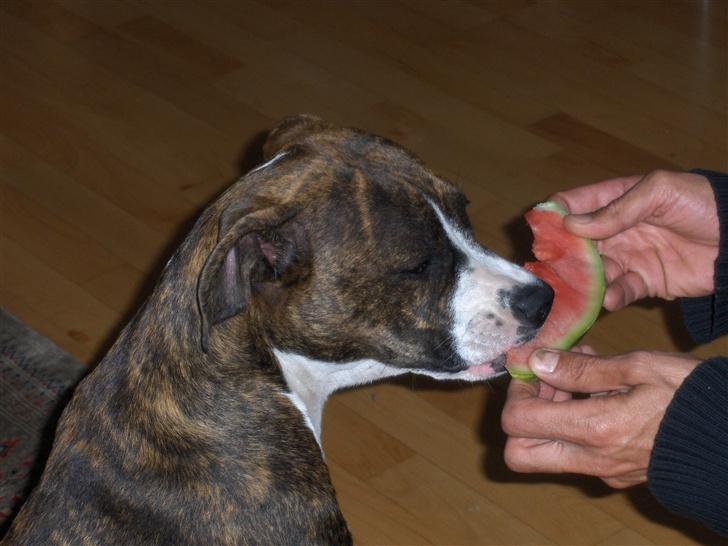 Amerikansk staffordshire terrier Shiva billede 2