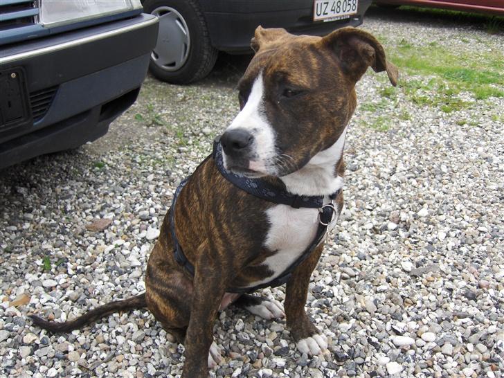 Amerikansk staffordshire terrier Shiva billede 4