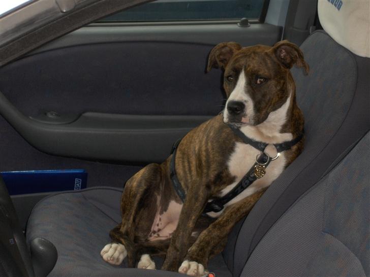 Amerikansk staffordshire terrier Shiva billede 5