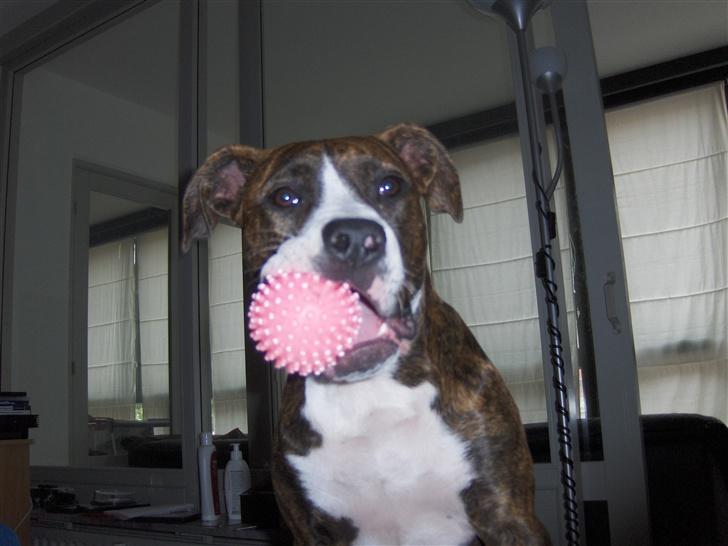 Amerikansk staffordshire terrier Shiva billede 6