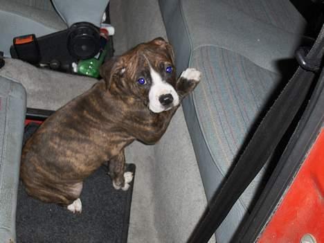 Amerikansk staffordshire terrier Shiva billede 8