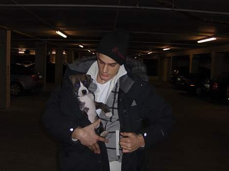 Amerikansk staffordshire terrier Shiva billede 10