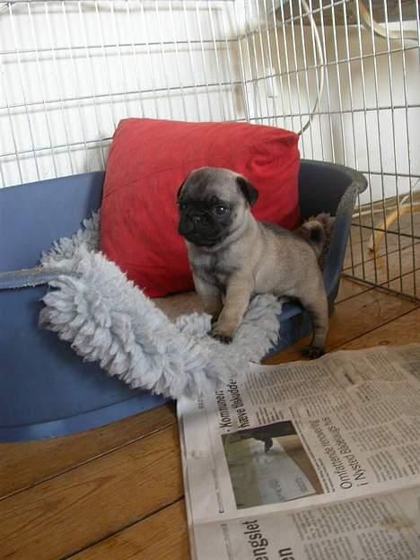 Mops Sigurt billede 5