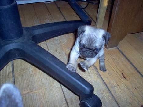 Mops Sigurt billede 6