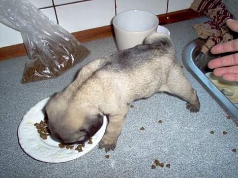 Mops Sigurt billede 8