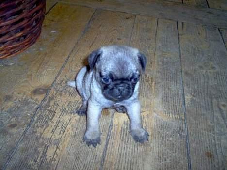 Mops Sigurt billede 9