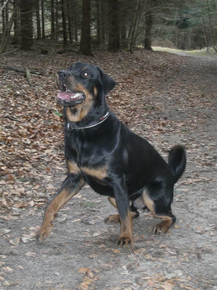 Rottweiler Elmedige´s Lord Kenzo - Et fra en skovtur billede 19