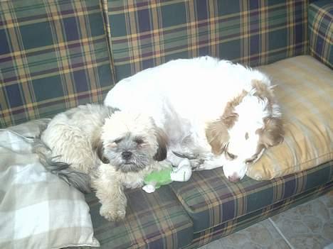 Lhasa apso bonnie.*Død d 14/11 2008* billede 14