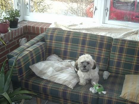 Lhasa apso bonnie.*Død d 14/11 2008* billede 15