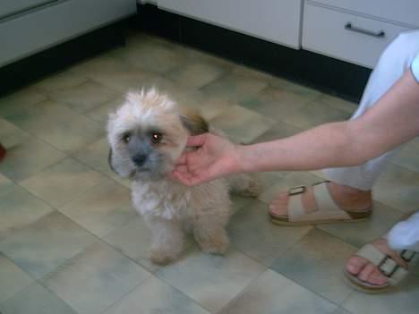 Lhasa apso bonnie.*Død d 14/11 2008* billede 16