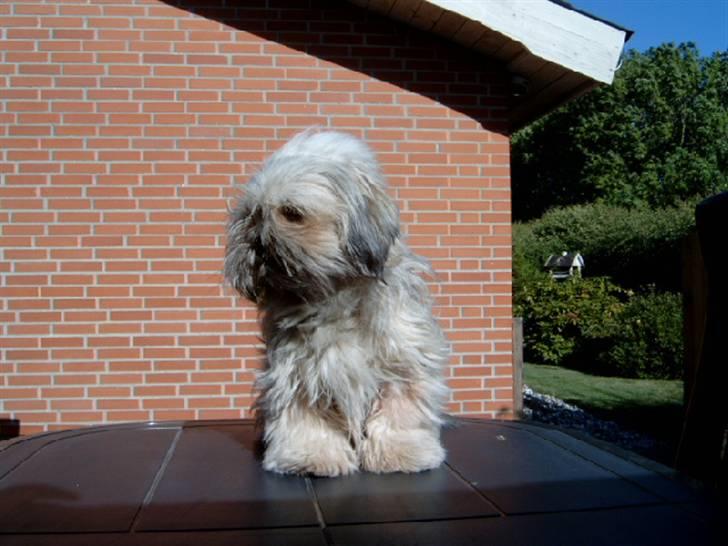 Lhasa apso bonnie.*Død d 14/11 2008* billede 17