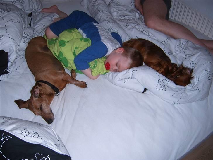 Dværggravhund Tulle RIP november 2012 - Kan du ikke bare sove på sofaen mor? Vi ligger lige så godt.. billede 5