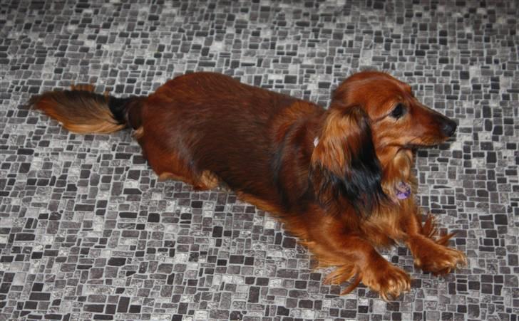 Dværggravhund Tulle RIP november 2012 billede 6