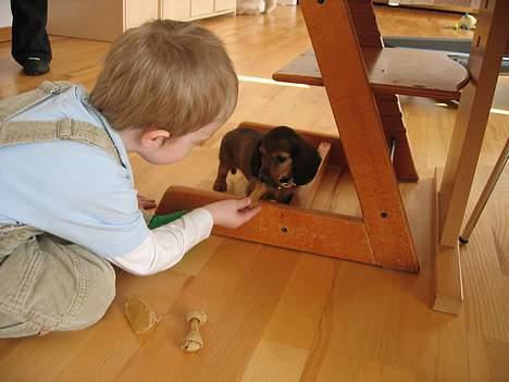 Dværggravhund Tulle RIP november 2012 - Spis den selv.......den lugter mærkeligt.. billede 7