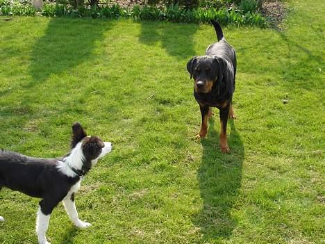 Rottweiler Ascha RIP billede 20