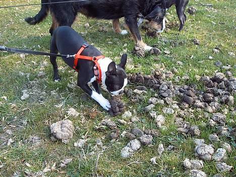 Boston terrier Asta - Hestepærer, - det rene guf.... nogen der vil kysse bagefter?  billede 7