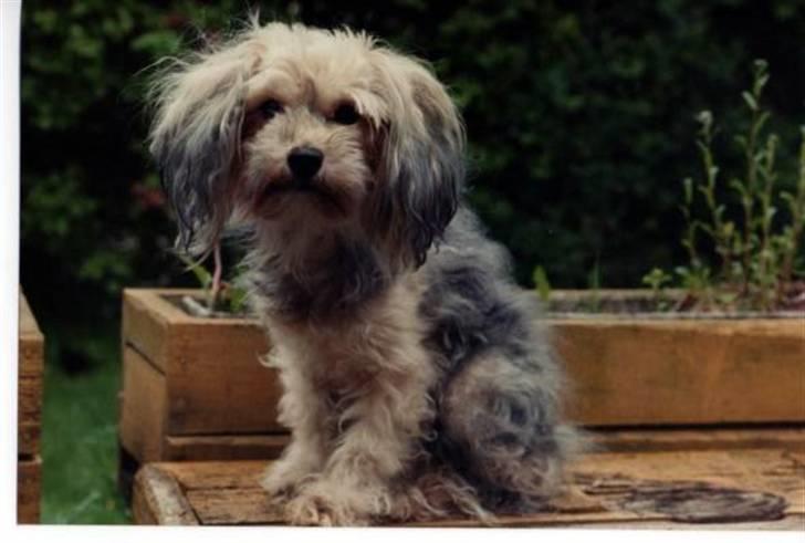 Bichon havanais Pepsi (død d.26/6-13) - Ja det gir sig selv..... jeg er en rigtig puttegris .. :-) billede 17