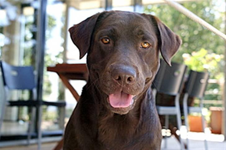 Labrador retriever Milo billede 1