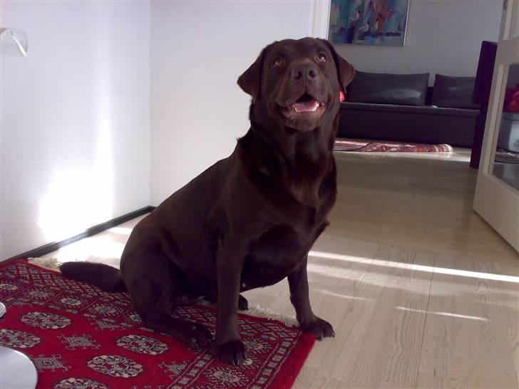 Labrador retriever Milo billede 2