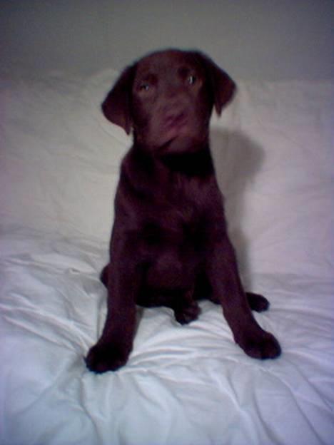 Labrador retriever Milo billede 3