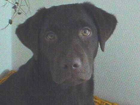 Labrador retriever Milo billede 4