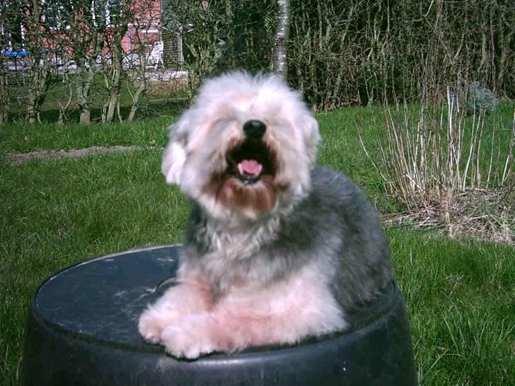 Bichon havanais Pepsi (død d.26/6-13) - Pepsi nyder solskin .. billede 18