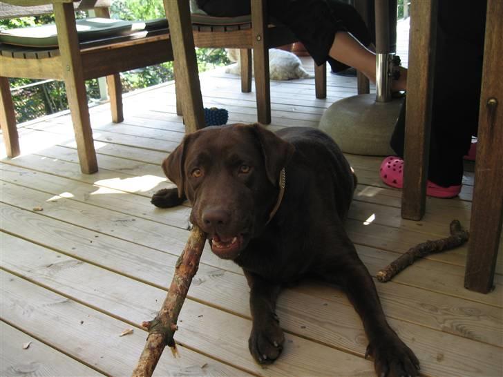 Labrador retriever Milo billede 5