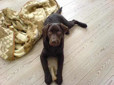 Labrador retriever Milo billede 6