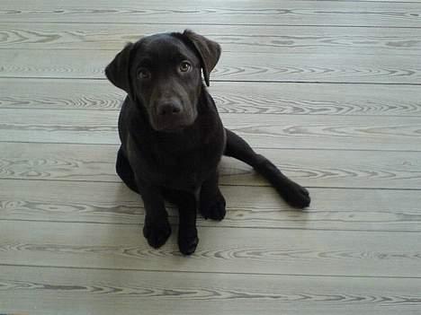 Labrador retriever Milo billede 7