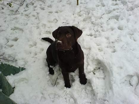 Labrador retriever Milo billede 8