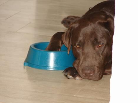 Labrador retriever Milo billede 9