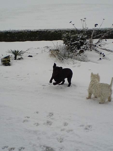 Labrador retriever Milo billede 10