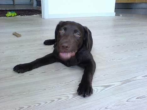 Labrador retriever Milo billede 11