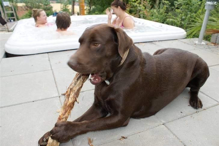 Labrador retriever Milo billede 12