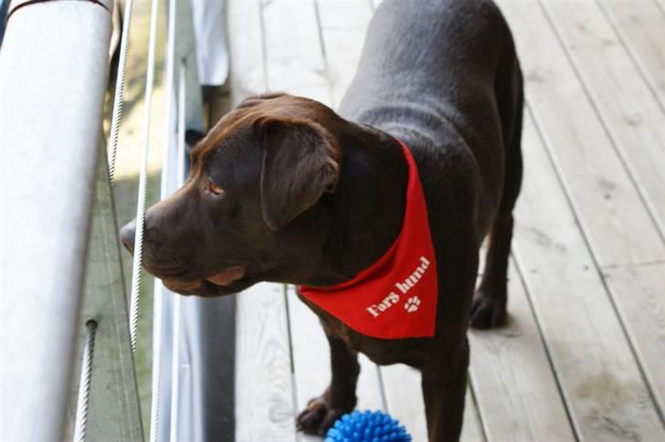 Labrador retriever Milo billede 13