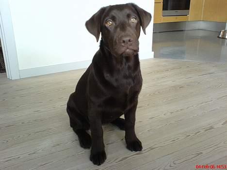 Labrador retriever Milo billede 14