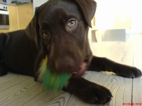 Labrador retriever Milo billede 15