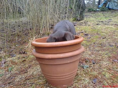 Labrador retriever Milo billede 16