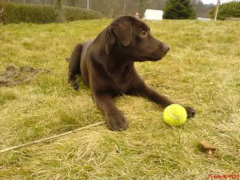Labrador retriever Milo billede 17