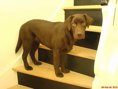 Labrador retriever Milo billede 18