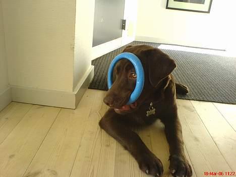 Labrador retriever Milo billede 19