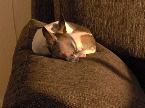 Chihuahua LouLou - Putter lige på armlænet af sofaen og nyder eftermiddagssolen :-)  billede 20
