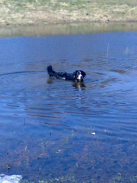 Berner sennenhund Batman (Død dec.09) - "Tager lige en svømmer i marts måned" billede 6