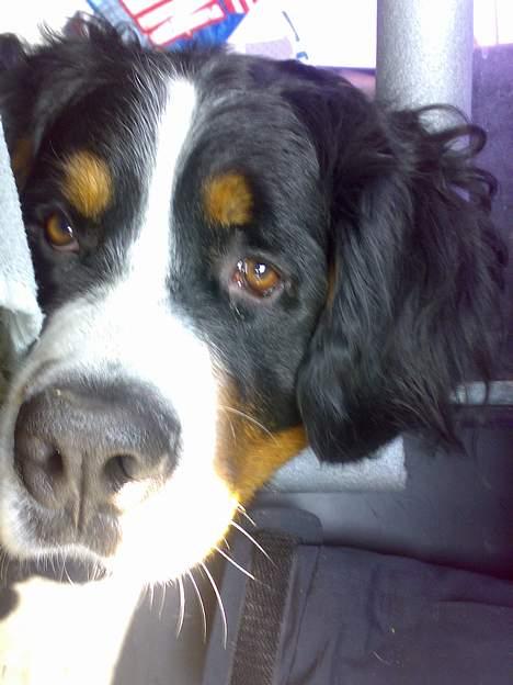 Berner sennenhund Batman (Død dec.09) - Elsker at køre, men hvornår er vi der.? billede 7