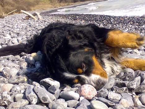 Berner sennenhund Batman (Død dec.09) - "Jeg muller lige de her sten..!" billede 8