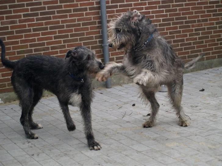 Irsk ulvehund Sirius - Hey, Lamselår din dejlige babe, se hvor farlig jeg er  (2 år) billede 11