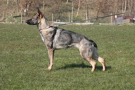 Schæferhund Hulgaards Loppe - Det er så det nyeste foto af Loppe - hun er 14 mdr på dette billede og vi er godt i gang med træning, så hun kan komme til kåring.  billede 5